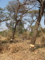 Trees rinbarked by aggressive expansion unto Mukuyu Land