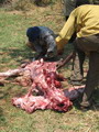 Villagers slicing-off the lion they killed